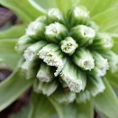 ふきのとうと今年の本