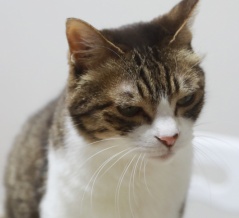 チクりに来た猫。