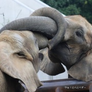 鼻はコミュニケーションツール♪