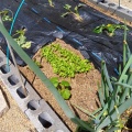 2026/05/18 庭の菜園 　サツマイモ定植・定期観察