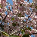 内園の八重桜　15日でしたが・・・。