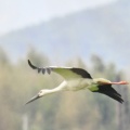 コウノトリ