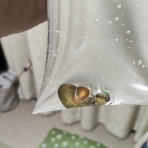カズナル　～鳥達の襲撃
