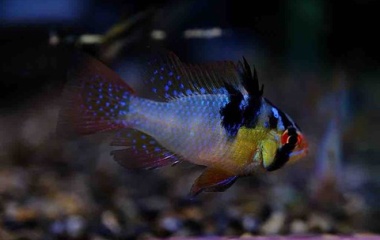 『11月21日(金)熱帯魚入荷情報②🐟』の画像