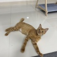 衝撃ビフォーアフター：ガリガリのシータさんのみたいな茶トラの子猫を保護しました。④