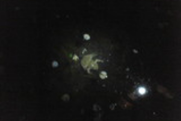 遊園地の一言 コーヒーカップ