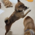 Υã