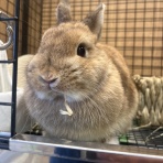 うさぎブログ　うさぎのしっぽ公式ブログ「日々しっぽ」