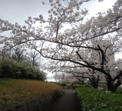 新潟市内を花見ウォーキング