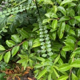 『雨の日ならではのささやかな楽しみ』の画像