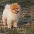 愛犬の魅力を引き立てる！写真撮影のアイデア集