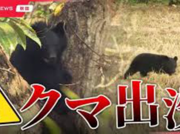 【秋田】由利本荘市で田んぼの見回りしていた男性がクマに襲われけが