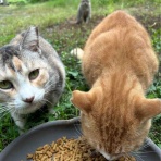三度の飯＜犬と猫