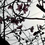 ぽぽちゃんのどりーむずかむとぅるー♪