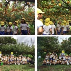 『年長さんが梨狩りにいきました。』の画像