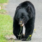 【岩手】大槌町でネコがクマに食べられる被害