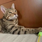 ベンガル猫BenelliとアビシニアンBenjaminと三毛猫Calicoと家族の記録