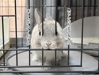 うさぎのルリ(3/1追記)