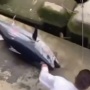 【衝撃映像】福岡の川でなぜかマグロが釣れてしまうｗｗｗｗ