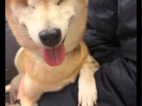 全盲の豆乃ちゃん通信、大病を乗り越えました💖💖💖