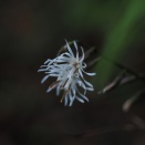 いち早く花・・・テイショウソウ