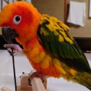 噛みちぎり引っ張っている図