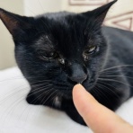 annex ニャンコのずっとのお家探し。