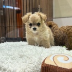 神奈川県小田原市 ペットショップワンラブ フレスポ小田原シティーモール店のスタッフブログ