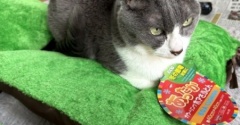 100円クッションで作る猫ベッド
