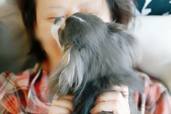 たかシェフのおうちごはん と 白い犬 と チワワ チワワのマリー Powered By ライブドアブログ