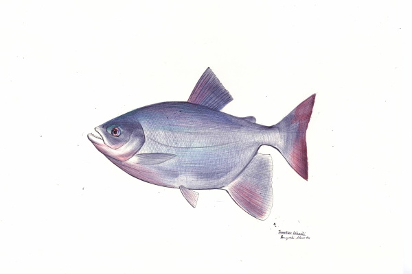 4色ボールペンde魚の絵 by T.Murata