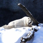 哲学ニュースnwk