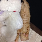 にゃんたろう（仮）日記～里親募集中～