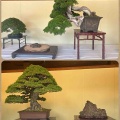 明治神宮・『奉納盆栽水石展』