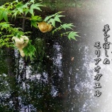 『第47回中尊寺西行祭短歌大会（2027年4月23日）に向けて』の画像
