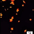 本日、9/13(日)10時✨️お待ちしてます🍁🌸ゆうか🌸