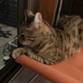 リビング集合待ちのキャリコちゃん