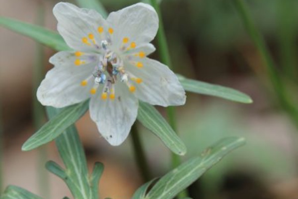 栗野的風景 セツブンソウ