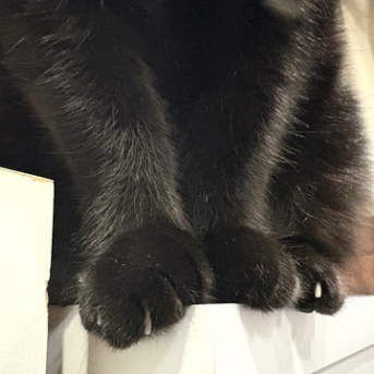 【猫写真】ついつい揃った前足を撮りがち