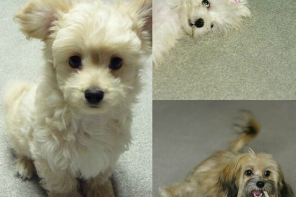 わんこの写真と気ままな日記 パピプー犬