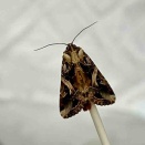 ハスモンヨトウのよとちゃん旅立ちました（2025/12/24）