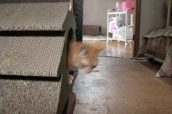 動物大好き マメゴコロ 09