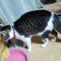 ビビりさんは スカンクにw
