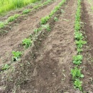 じゃがいも🥔　2026