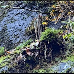 きのこ好き　うらしもじ