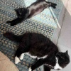 【ポチクロ猫日記】芋虫スタイルで近づく健気なクロたん【トライアル１８日目】