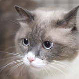 『11月21日(土)~11月23日(月・祝)の営業について』の画像