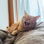 ねころぐ ～にゃんだかんだ幸せ猫多頭飼いの日々～