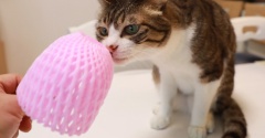 桃の香りに敏感な猫。