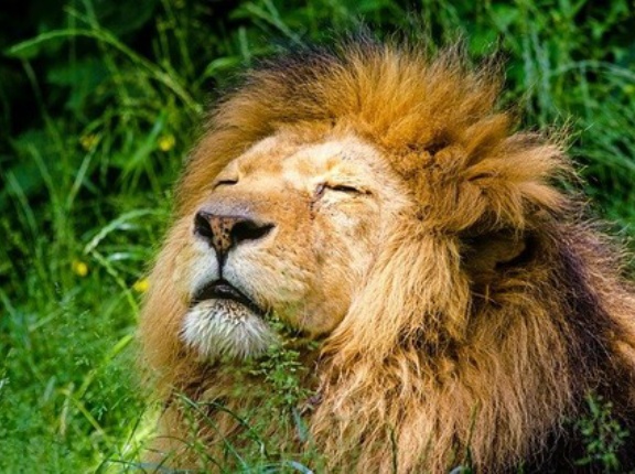 日本列島にはライオンがいた？！数万年前、トラ化石説覆す　DNAなど分析